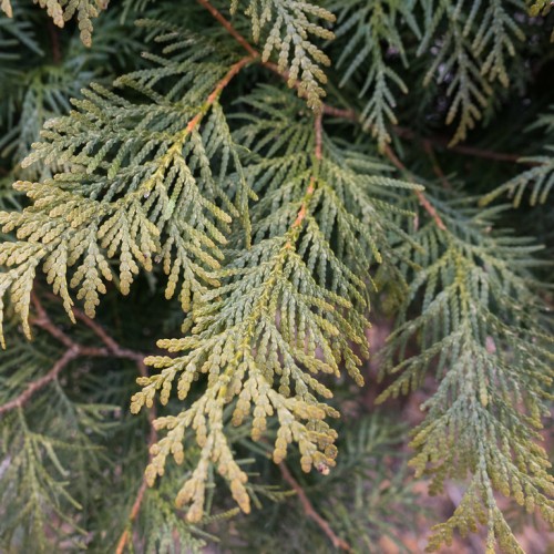 Green foliage with brown stem.