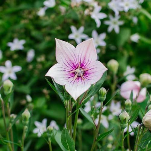 purple-pink flowers with peach stamens, cream buds, green leaves and light-green stems