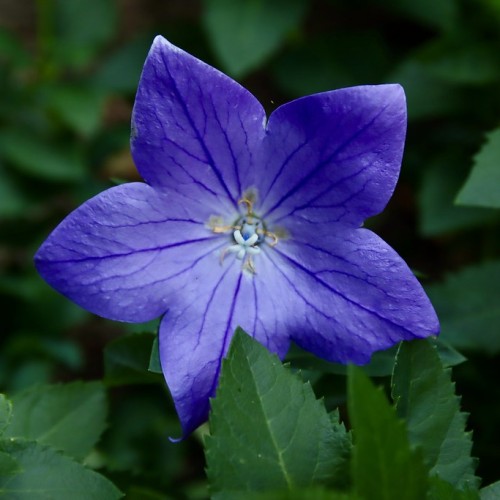 Indigo flower with style and white stigma, beige filaments and green leaves.