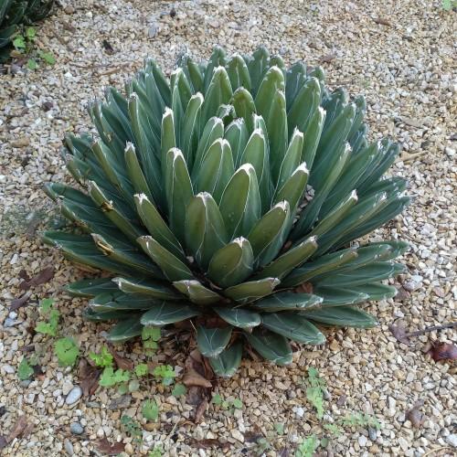 gray-green foliage