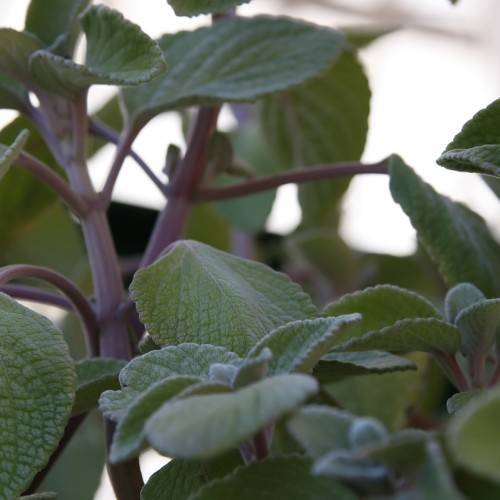 olive leaves on burgundy stems