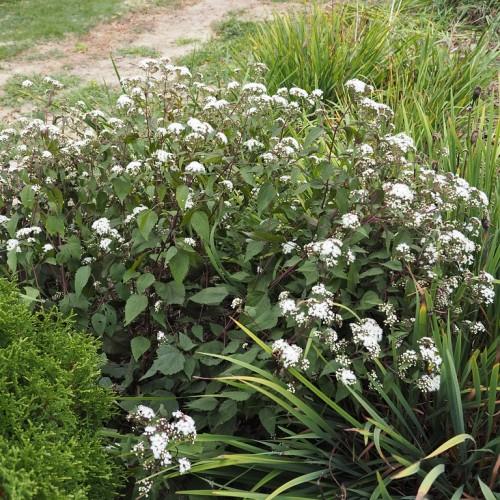 White flowers with burgundy stems and green leaves.