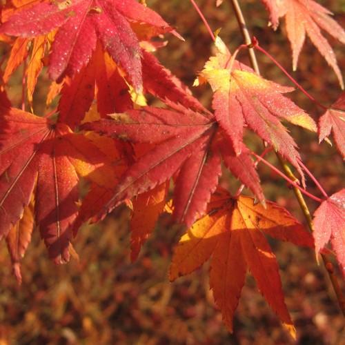 red-orange leaves with pink petioles and beige stems