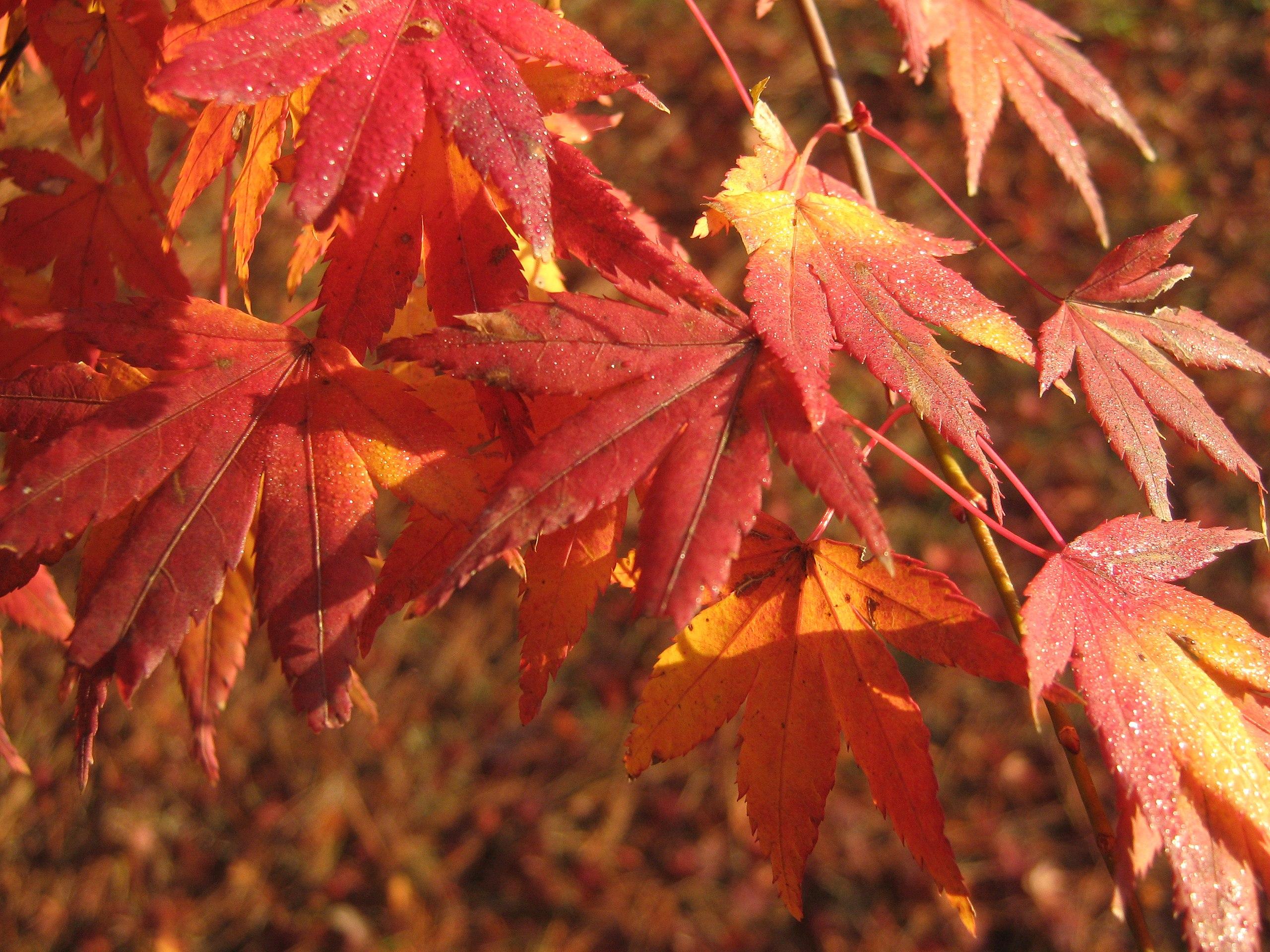 red-orange leaves with pink petioles and beige stems