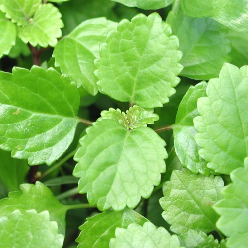 Green leaves with midrib and veins, brown petiole and stems.