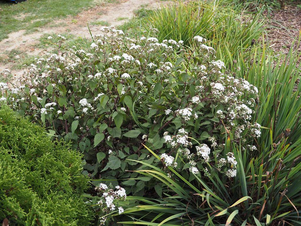 Brown stems, green leaves and small white flowers.