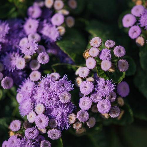 Fluffy, round, purple flowers and fuzzy green leaves.
