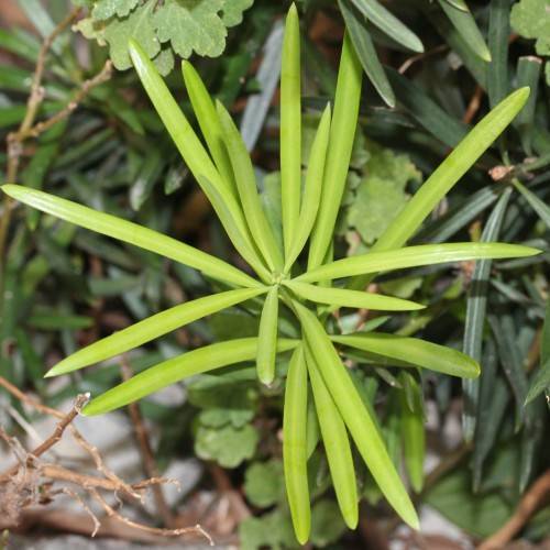 lime foliage with light-brown branches