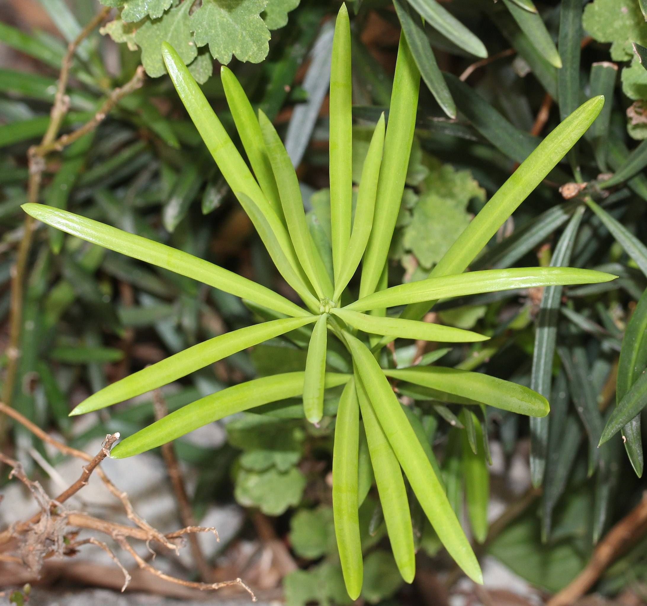 lime foliage with light-brown branches