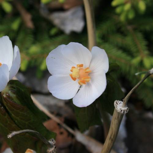 white flowers with light-orange center, orange-yellow stamens, green leaves and brown branches