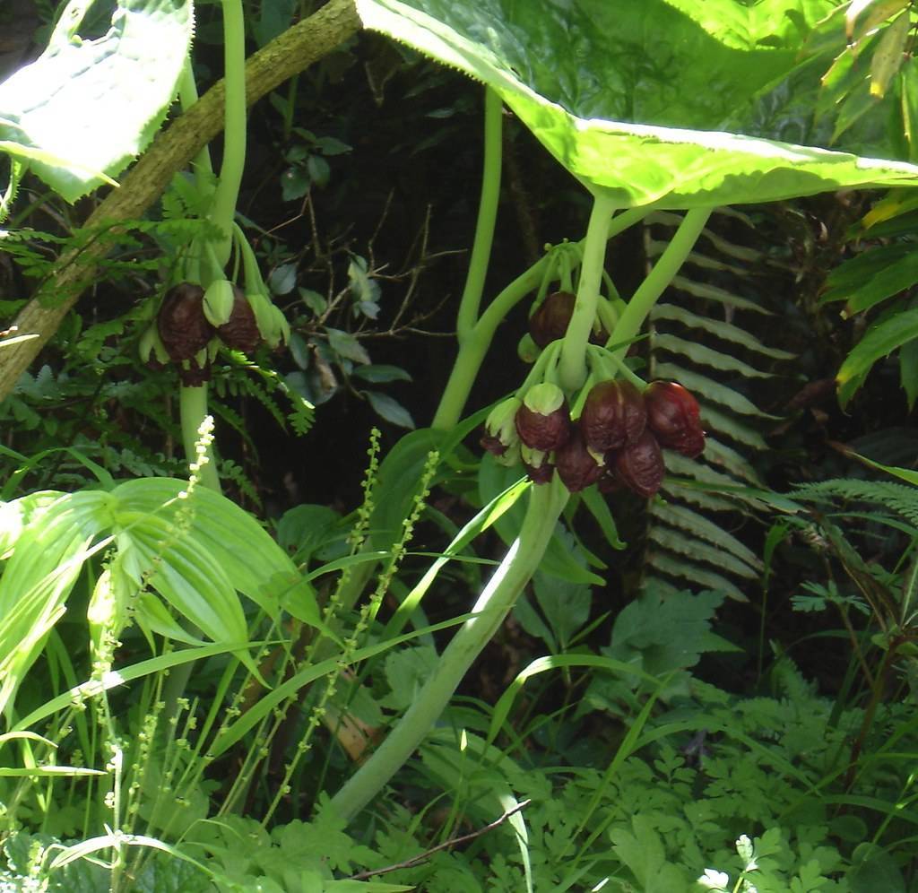 burgundy fruits with lime leaves and stems
