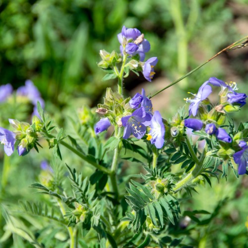 Blue-white flowers with white filaments and yellow anther, lime green sepal and stem and green leaves.