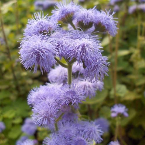 light-purple flowers with lime leaves and stems