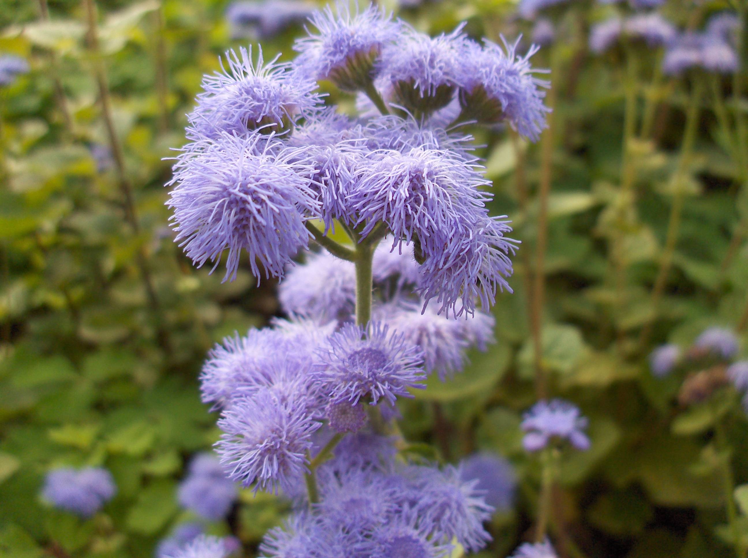 light-purple flowers with lime leaves and stems