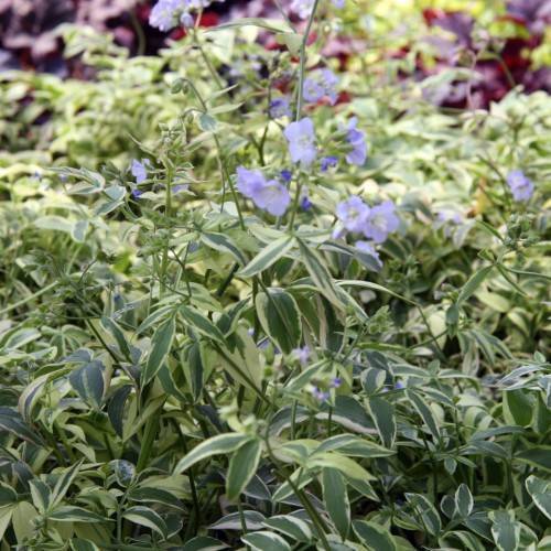 light-blue flowers with blue buds, yellow-green leaves and olive stems