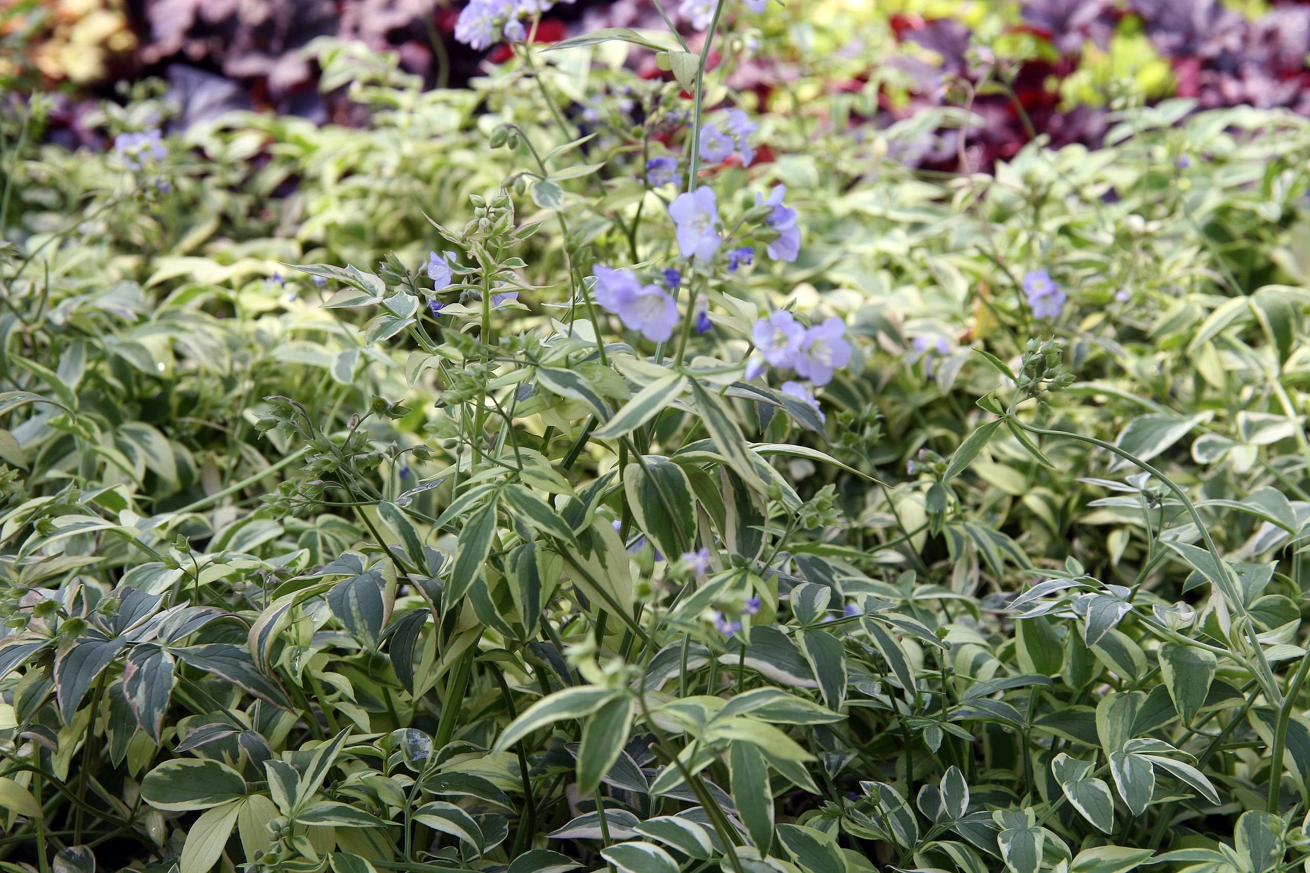 light-blue flowers with blue buds, yellow-green leaves and olive stems