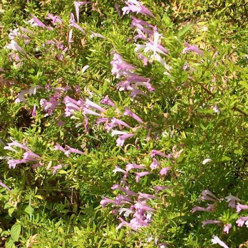 pink-purple flowers with lime leaves and brown stems
