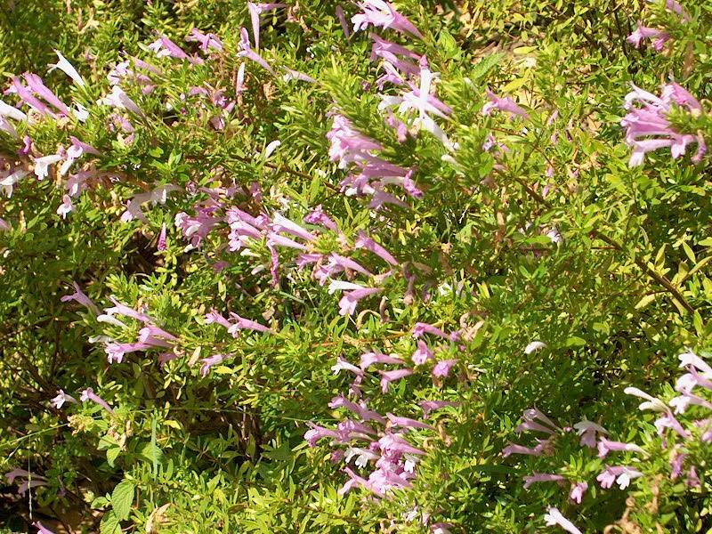 pink-purple flowers with lime leaves and brown  stems