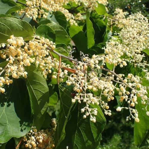 yellow-cream fruits with green leaves and yellow-gray branches