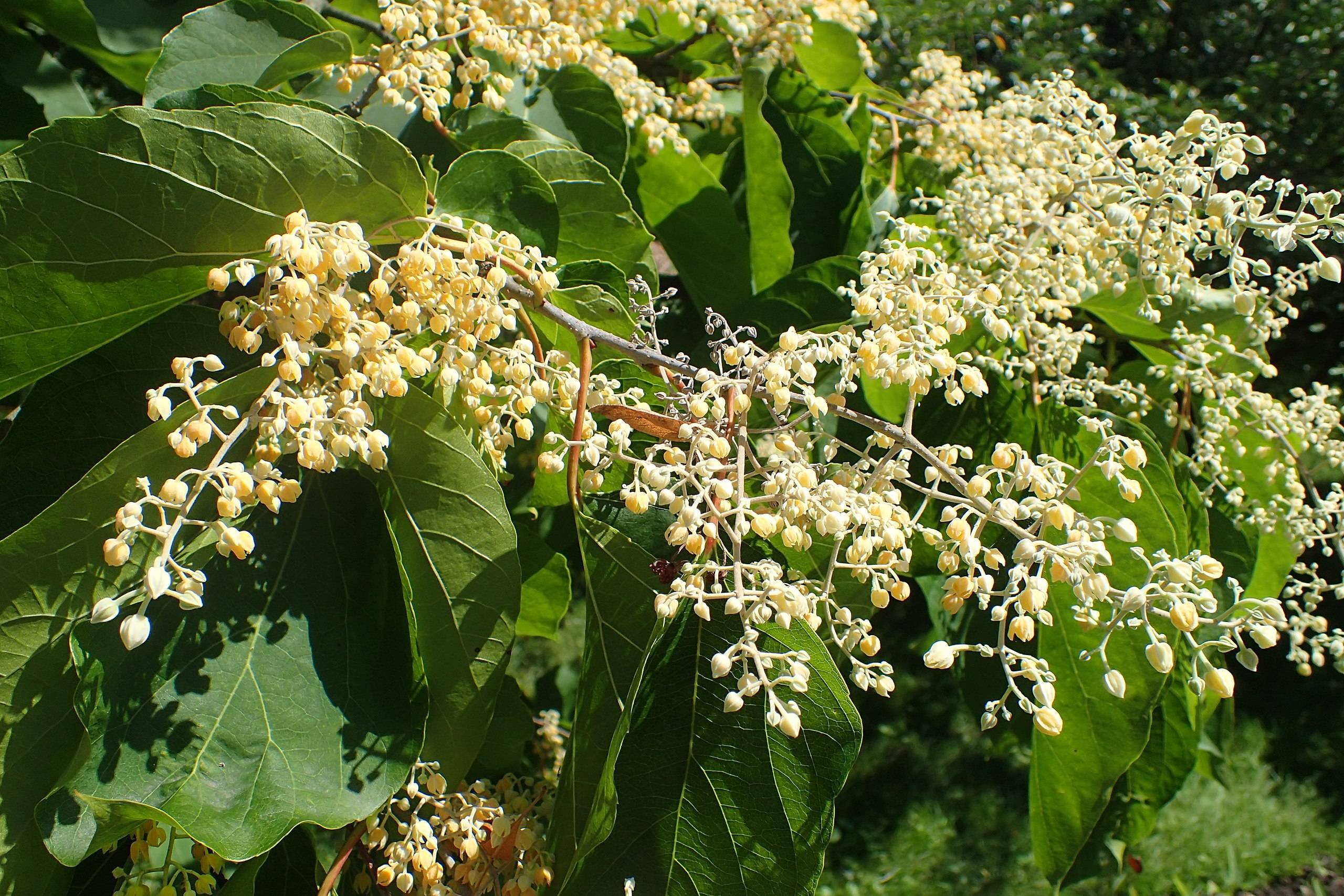 yellow-cream fruits with green leaves and yellow-gray branches