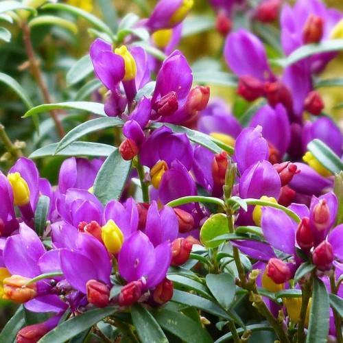 purple flowers with yellow-red buds, green leaves and stems
