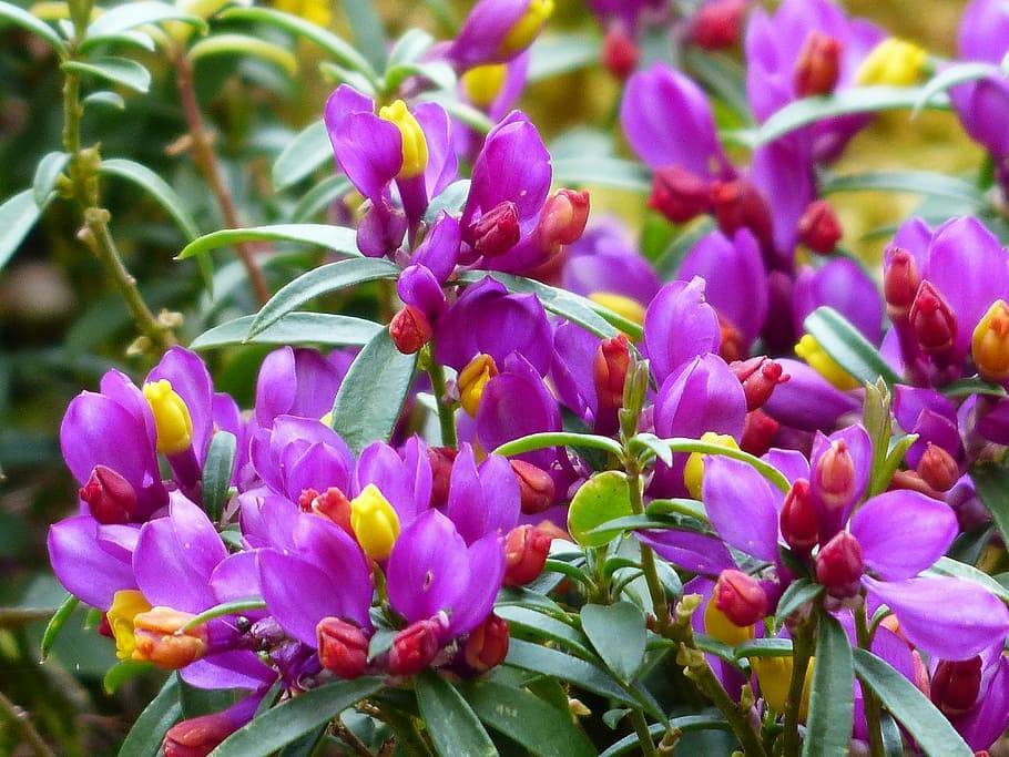 purple flowers with yellow-red buds, green leaves and stems