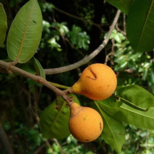 orange fruits with green leaves and brown branches