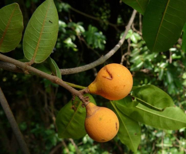 orange fruits with green leaves and brown branches