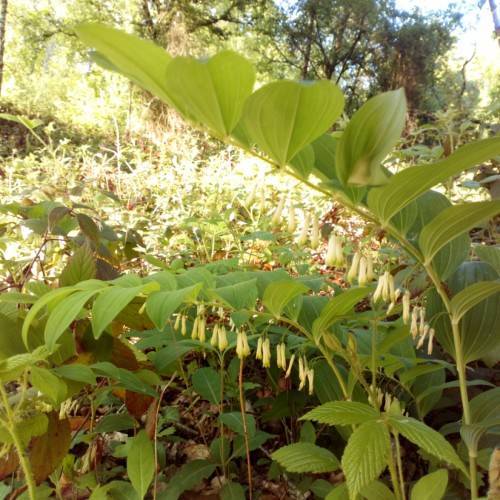 lime leaves with yellow flowers and lime-brown stems