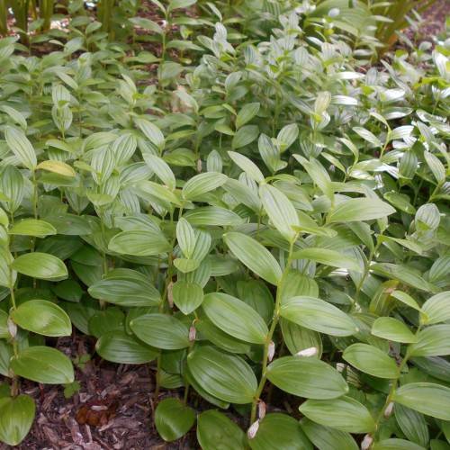 light-olive leaves and stems with white flowers