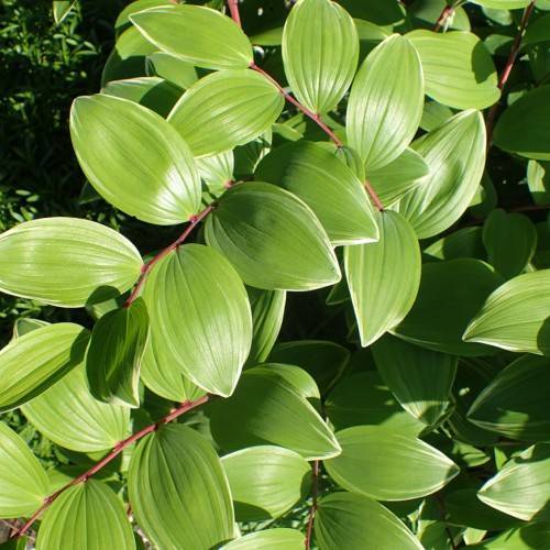 olive-lime leaves with dark-pink stems