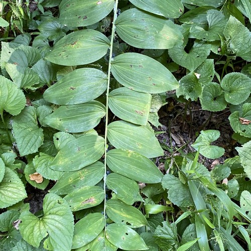 Green leaves and stem, with yellow veins.