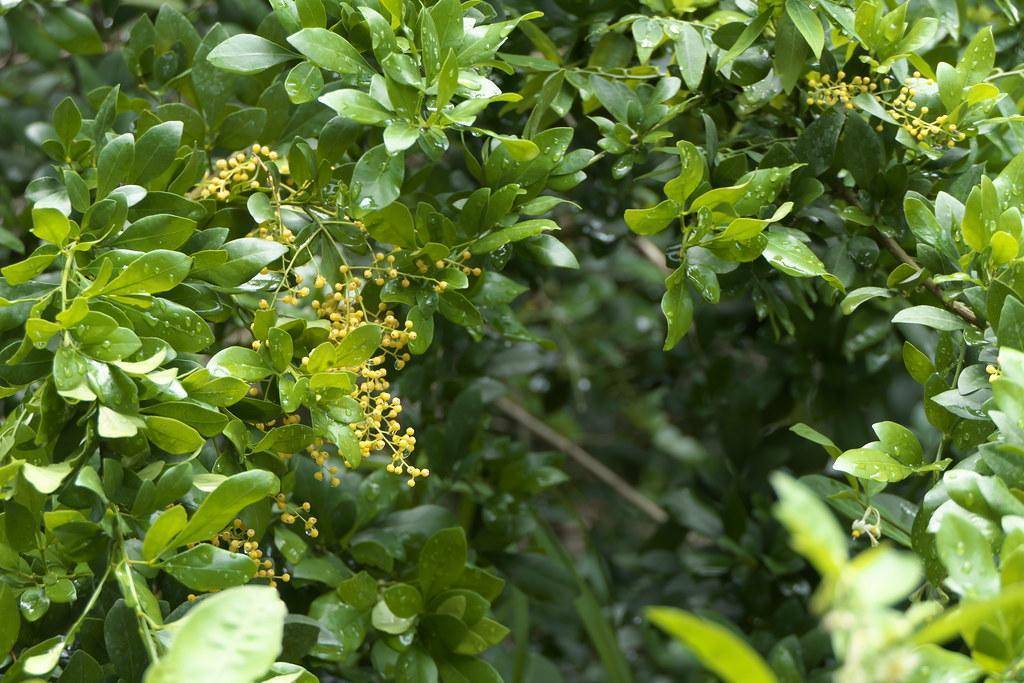 Tree with small clusters of fragrant yellow blooms and green leaves with brown branch.