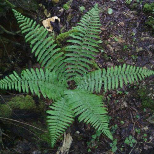 green foliage and stems
