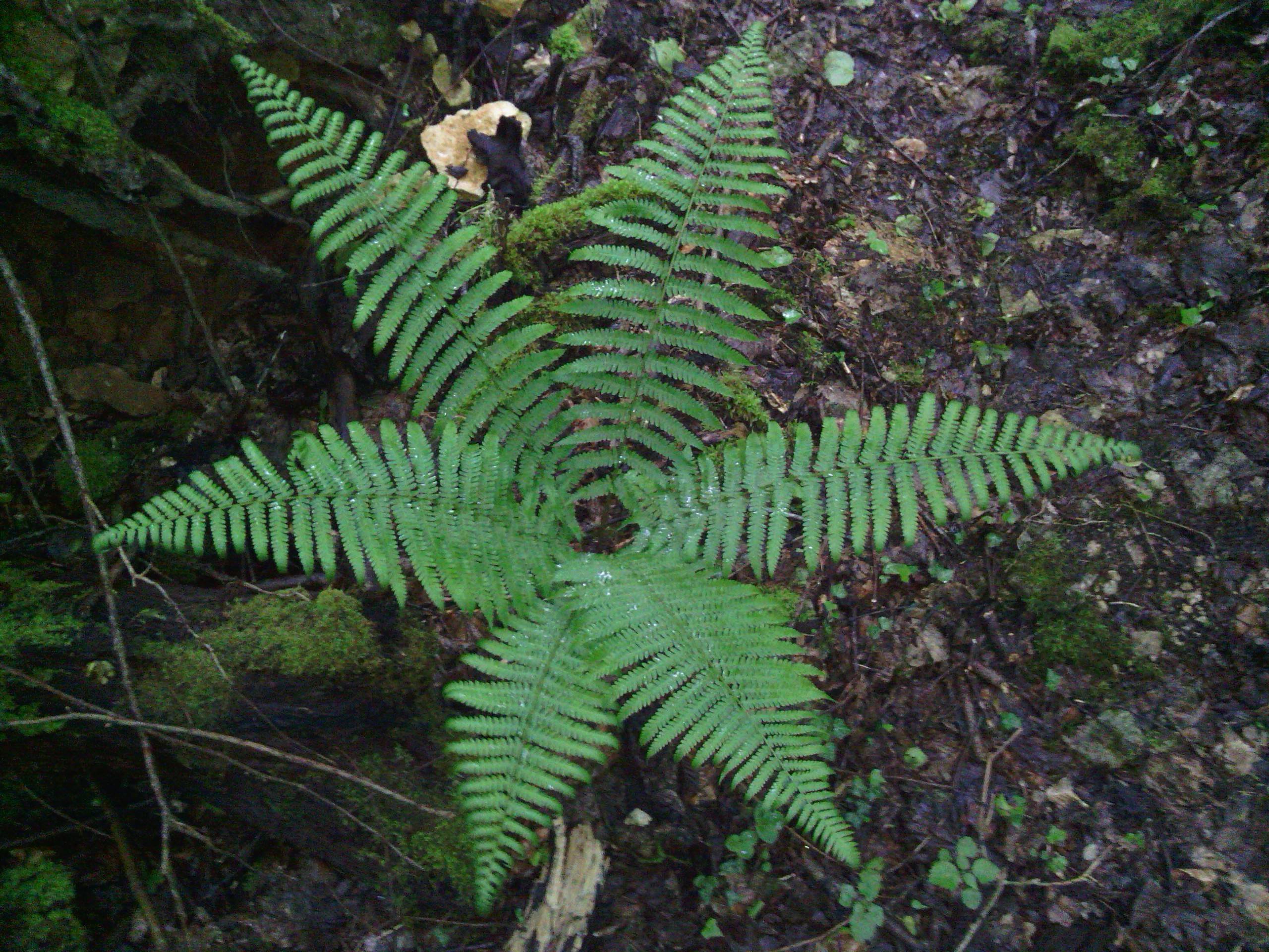 green foliage and stems