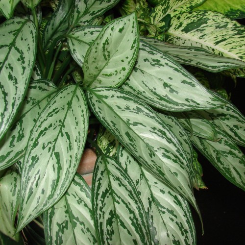 Green leaves with light-green center, green stems, green petiole, green midrib and blades.
