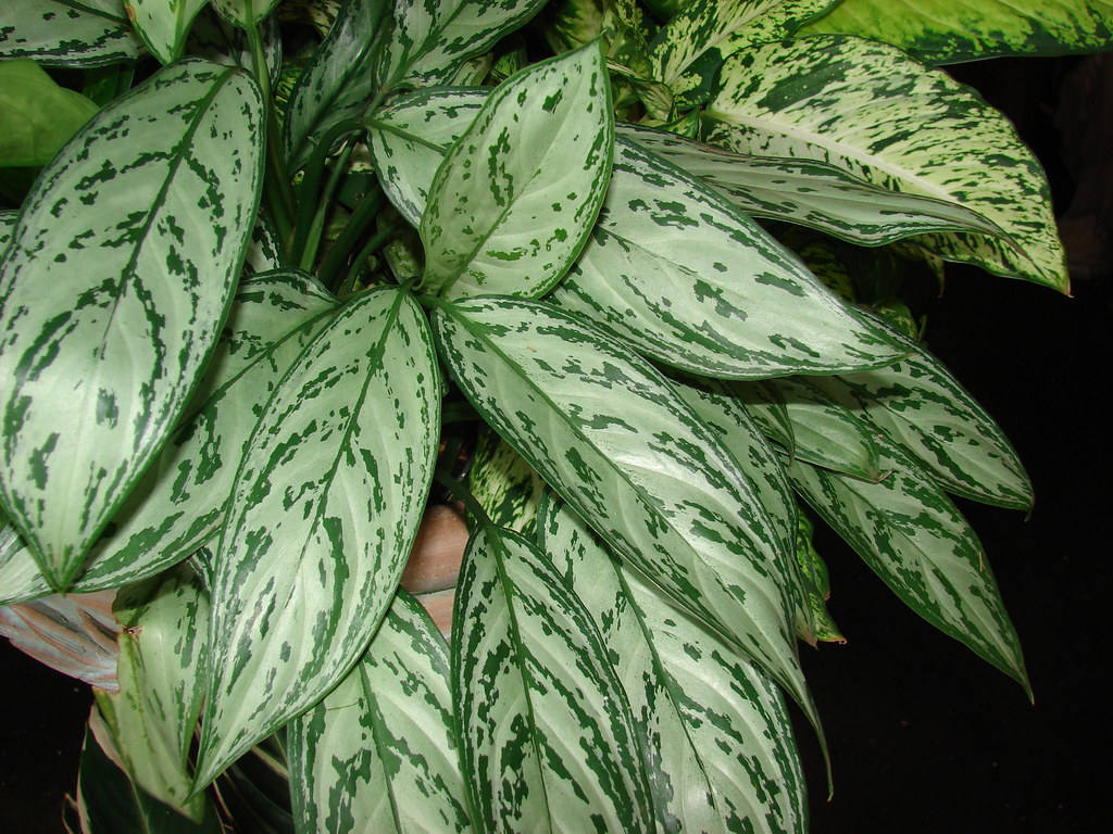  A popular houseplant having glossy texture with green leaves and green stems.