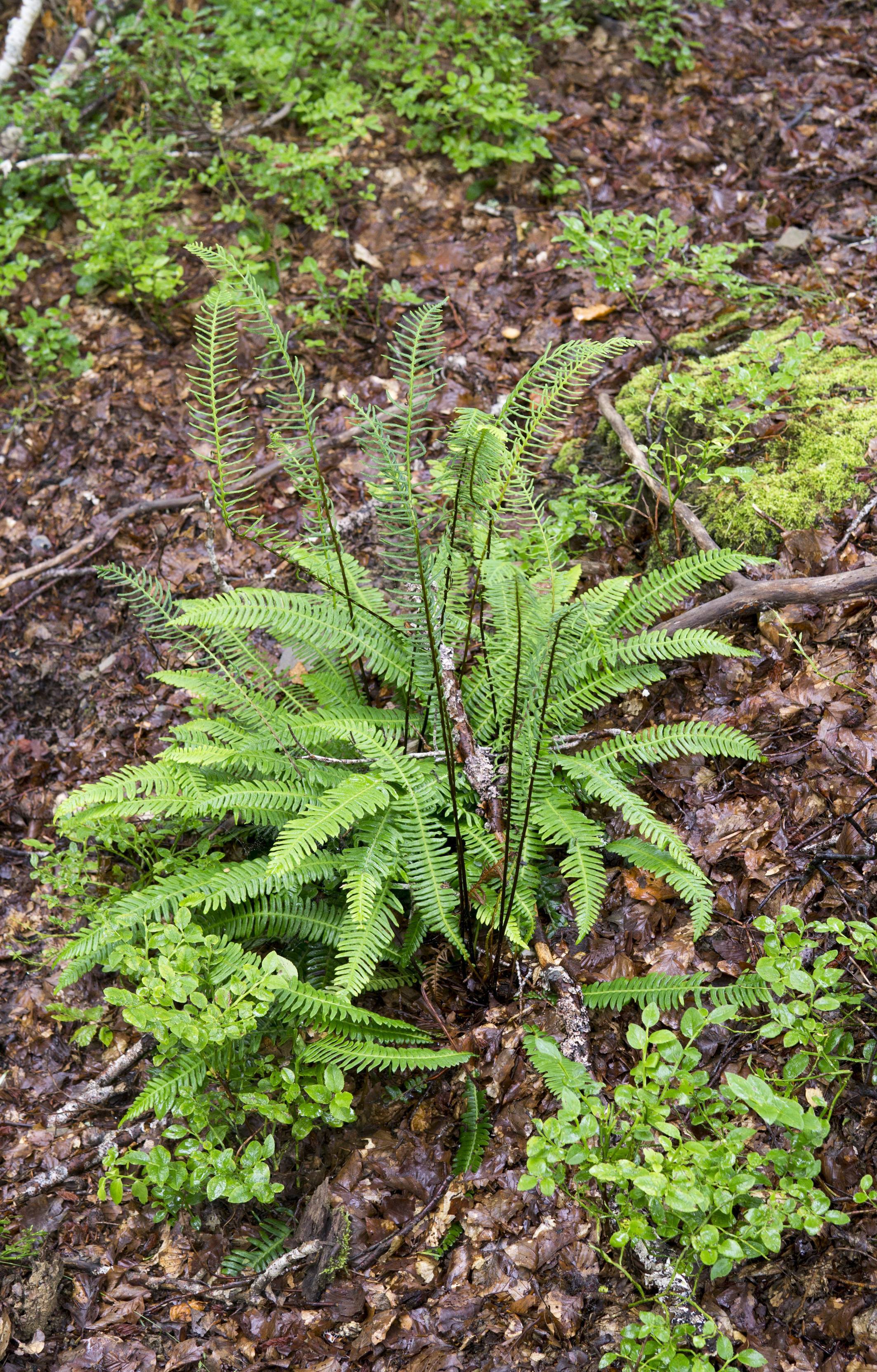 lime leaves with yellow stems and brown branches