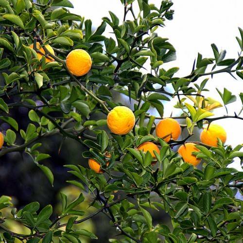 orange-yellow fruits with green leaves on dark-brown branches