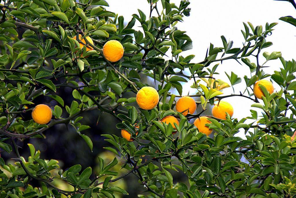 orange-yellow fruits with green leaves on dark-brown branches