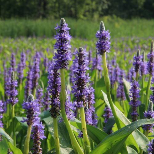 purple-burgundy flowers with gray cones, green leaves and lime stems