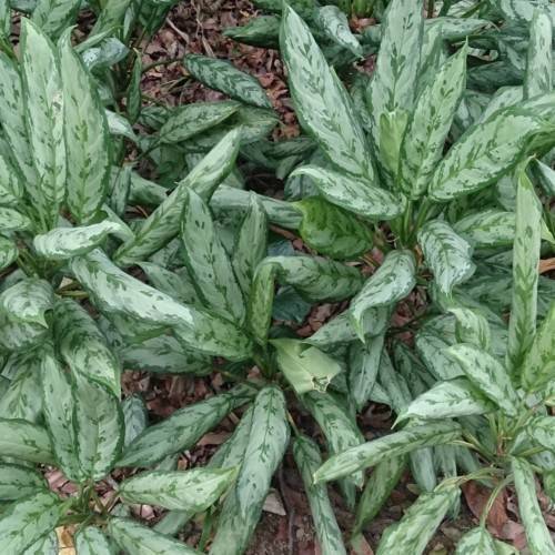 green leaves with green stems