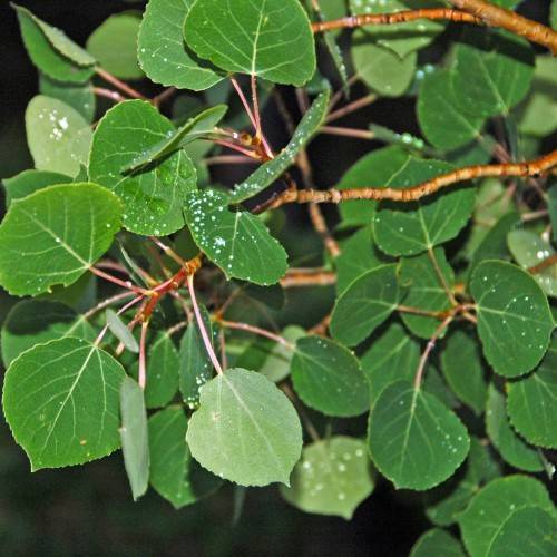 green leaves with brown-orange stems and branches