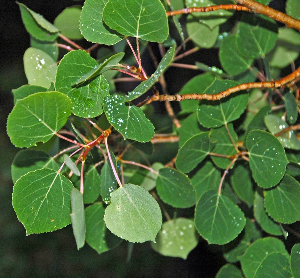 green leaves with brown-orange stems and branches