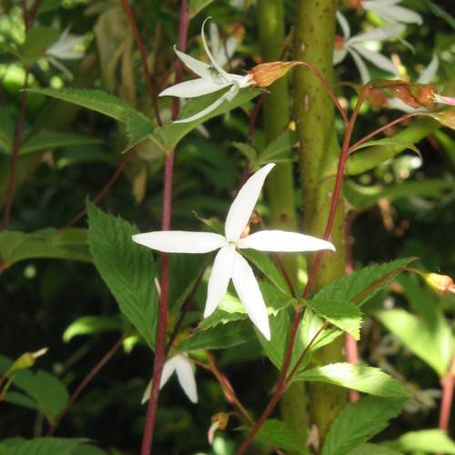 white flowers with yellow-orange sepals, green leaves and dark-pink stems