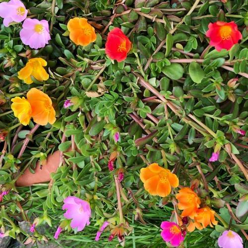 red-orange flowers with pink-purple buds, green leaves and pink-brown stems