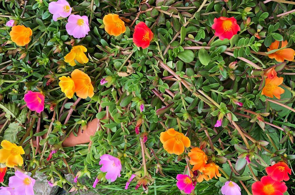 red-orange flowers with pink-purple buds, green leaves and pink-brown stems