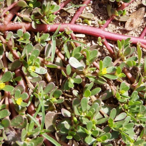 yellow flowers with green leaves and pink stems