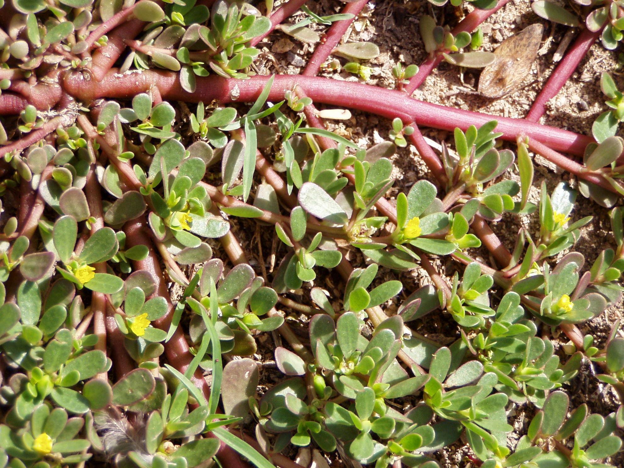 yellow flowers with green leaves and pink stems