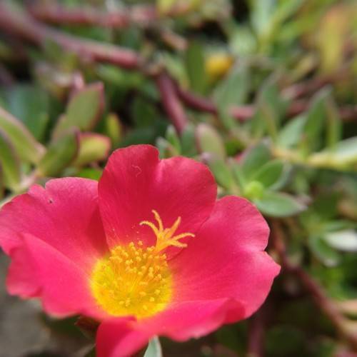 red flower with yellow center, stamens, pink-green leaves and dark-pink stems
